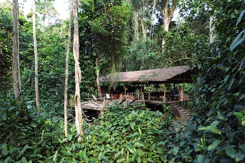 Thatched main lodge surrounded by dense rainforest at Camp Imbalanga in Odzala-Kokoua National Park, Republic of the Congo