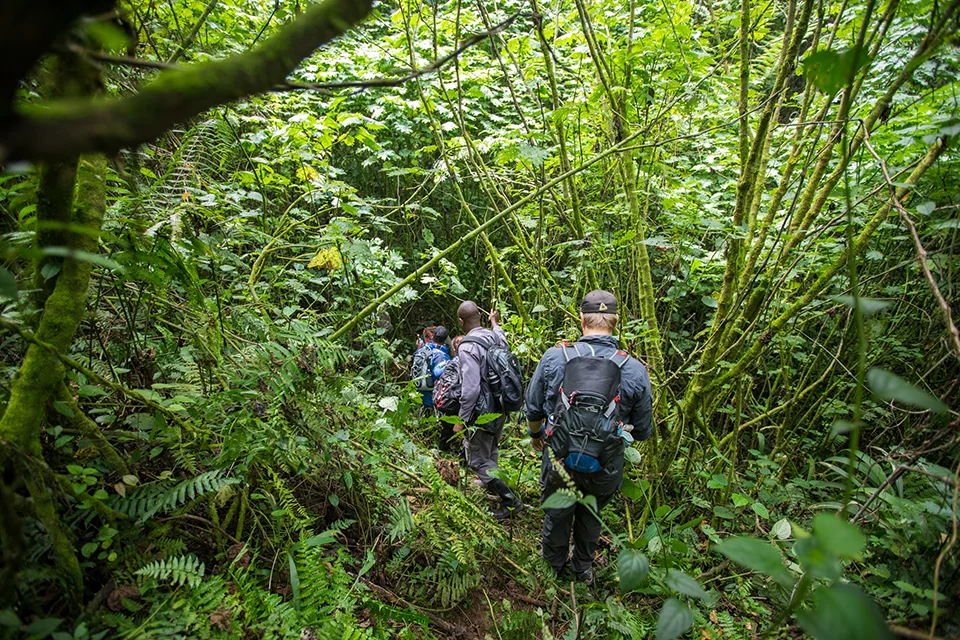 Guided gorilla trekking group hikes through the dense vegetation of Bwindi Impenetrable Forest, following narrow trails beneath lush rainforest canopy