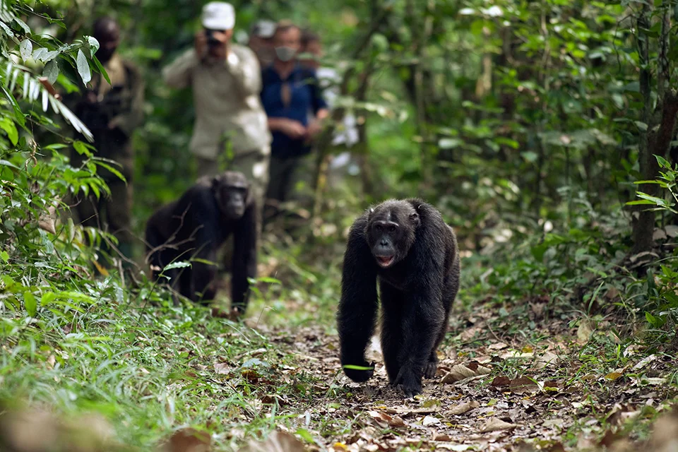 Chimpanzee walking along a forest trail during a guided chimp trekking experience