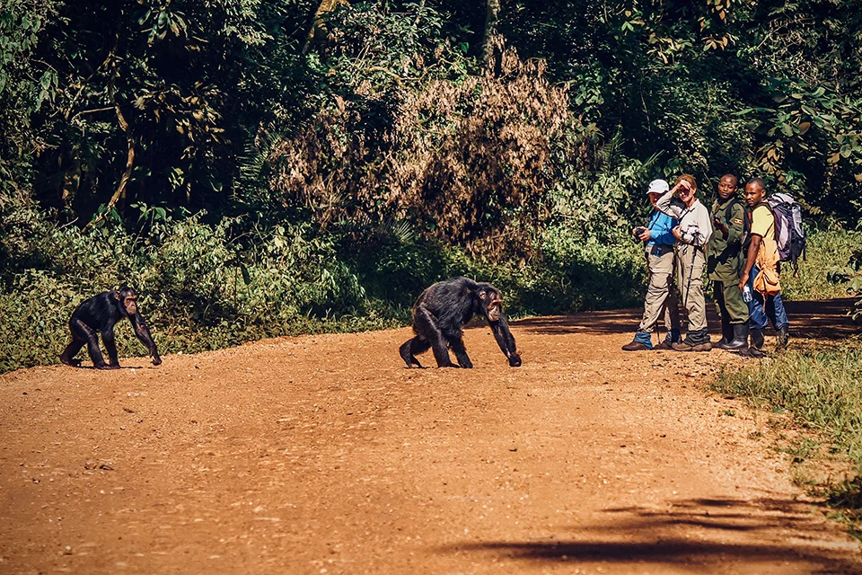 Chimpanzees crossing a forest track during a chimp trekking experience in Kibale National Park, Uganda