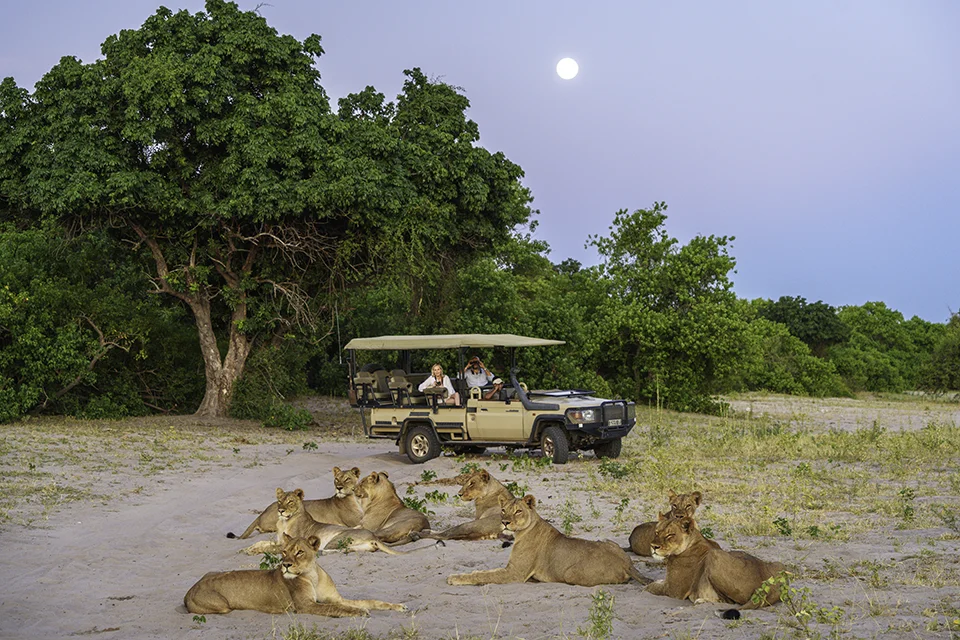 Pride of lions resting near a Chobe Game Lodge safari vehicle in Chobe National Park