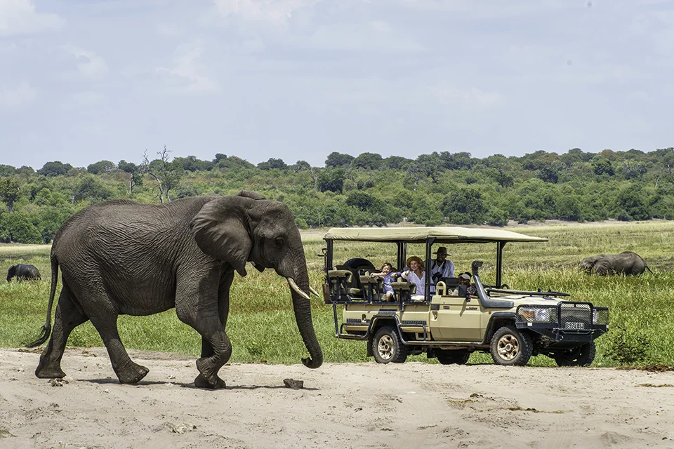 Elephant walking past a safari vehicle during a game drive in Chobe National Park, Botswana