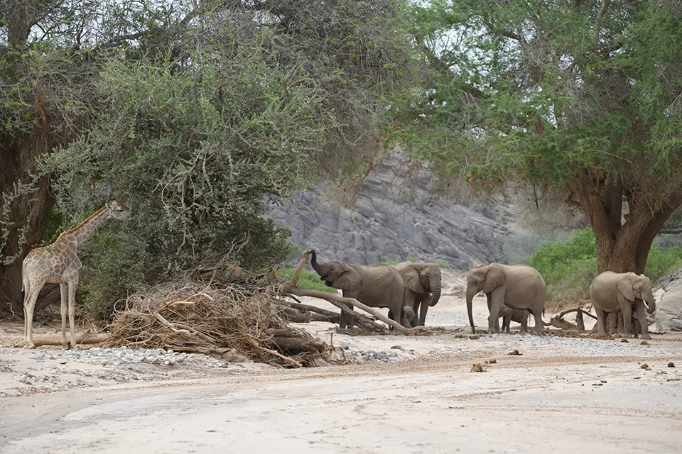 A herd of desert-adapted elephants and a giraffe standing in a dry riverbed surrounded by trees in Damaraland, Namibia