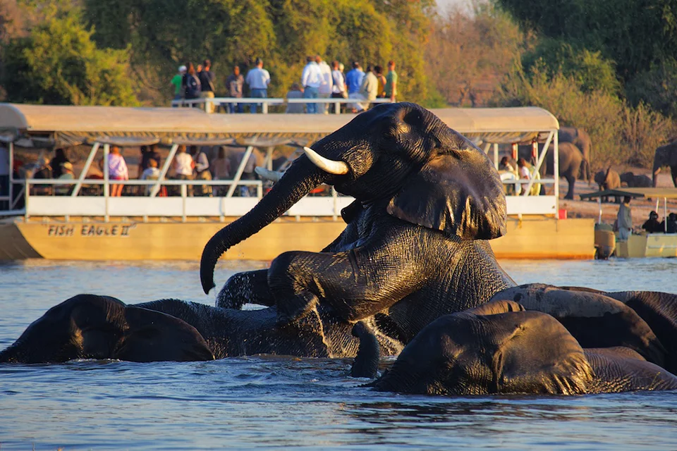 Elephants bathing in the Chobe River as safari boats watch from the water