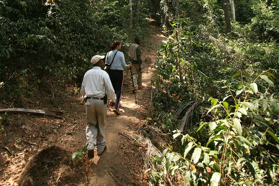 Visitors walk with local guides along a forest trail in Gombe National Park, Tanzania, during a chimpanzee trekking experience