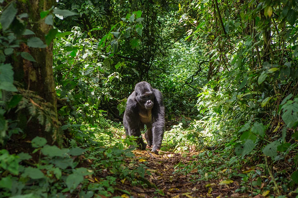 Mountain gorilla walking through dense rainforest vegetation