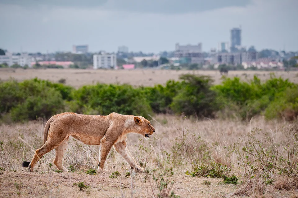 Lioness walking through Nairobi National Park with Nairobi's skyline in the background
