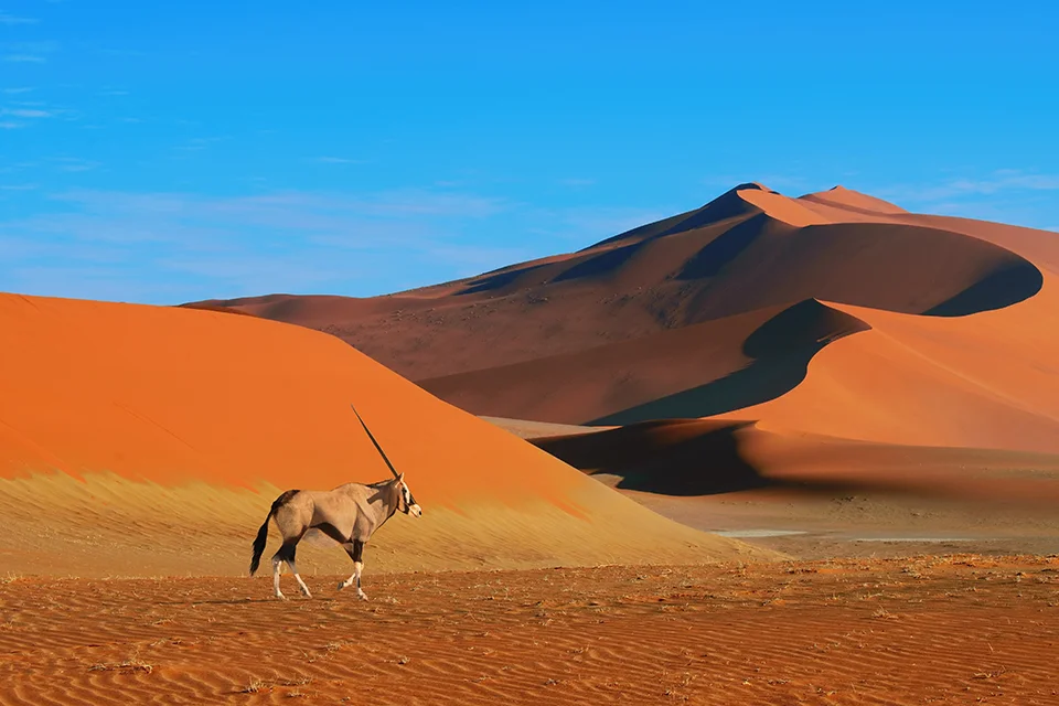 Gemsbok walking across the red dunes of Sossusvlei in Namibia