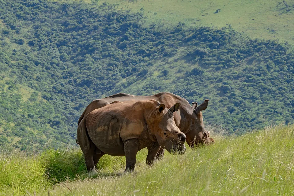 KwaZulu-Natal