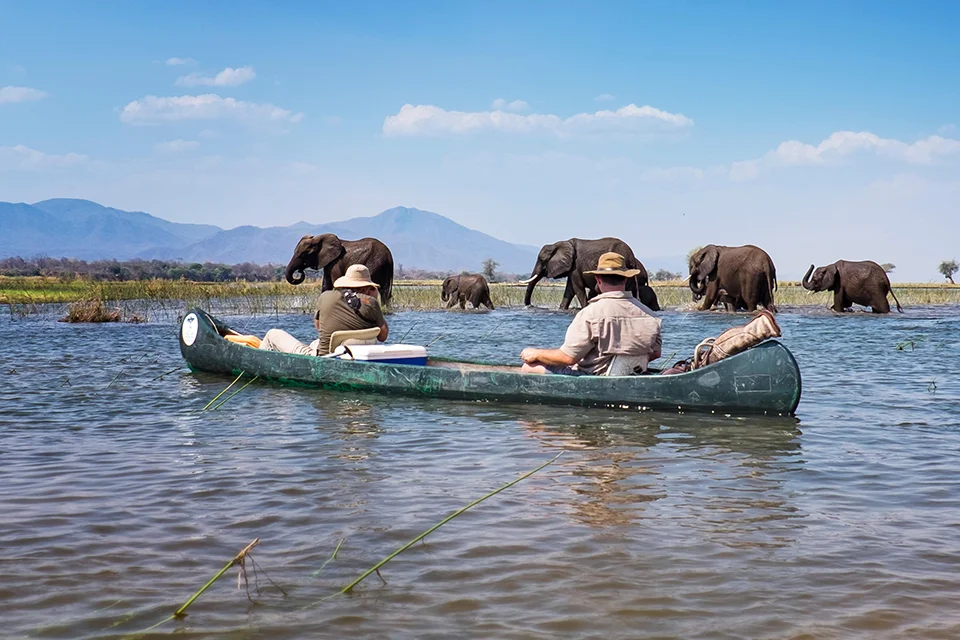 Guests canoeing past elephants wading through the Zambezi floodplains near Vundu Camp, Mana Pools