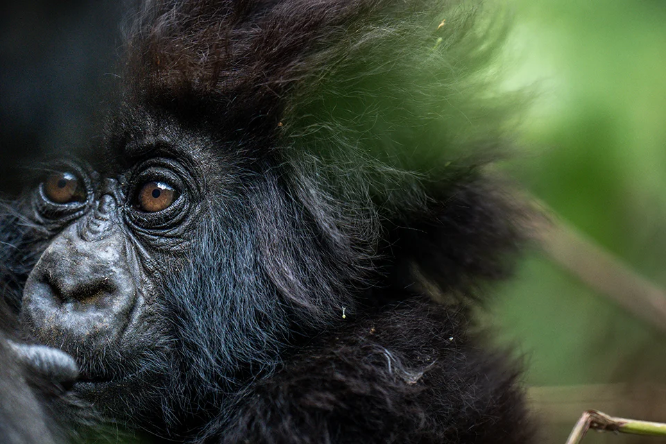 Young mountain gorilla resting among dense green vegetation in Rwanda