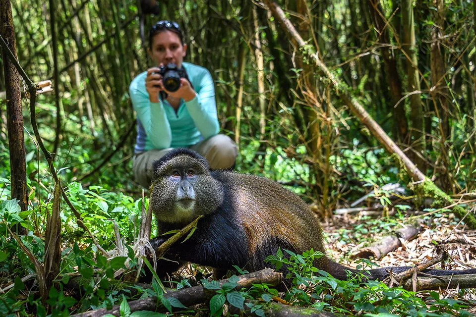 Golden monkey in the bamboo forest of Volcanoes National Park, Rwanda, with a guest photographing it in the background