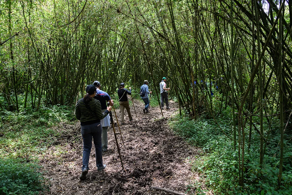 Guests trekking through bamboo forest in Volcanoes National Park, Rwanda, during a golden monkey trek