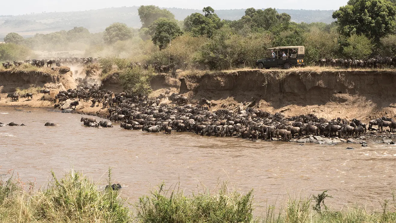 Great Migration with safari vehcile