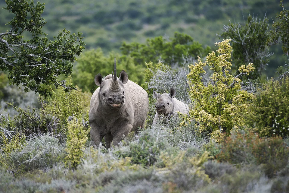 Kwandwe Private Game Reserve