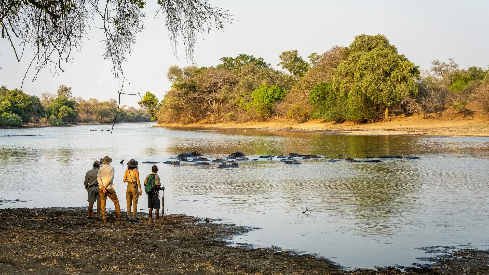 Guests and guides watch a pod of hippos in a river during a walking safari