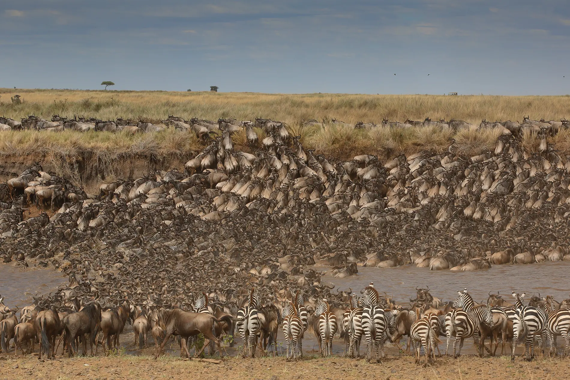Great Migration safari
