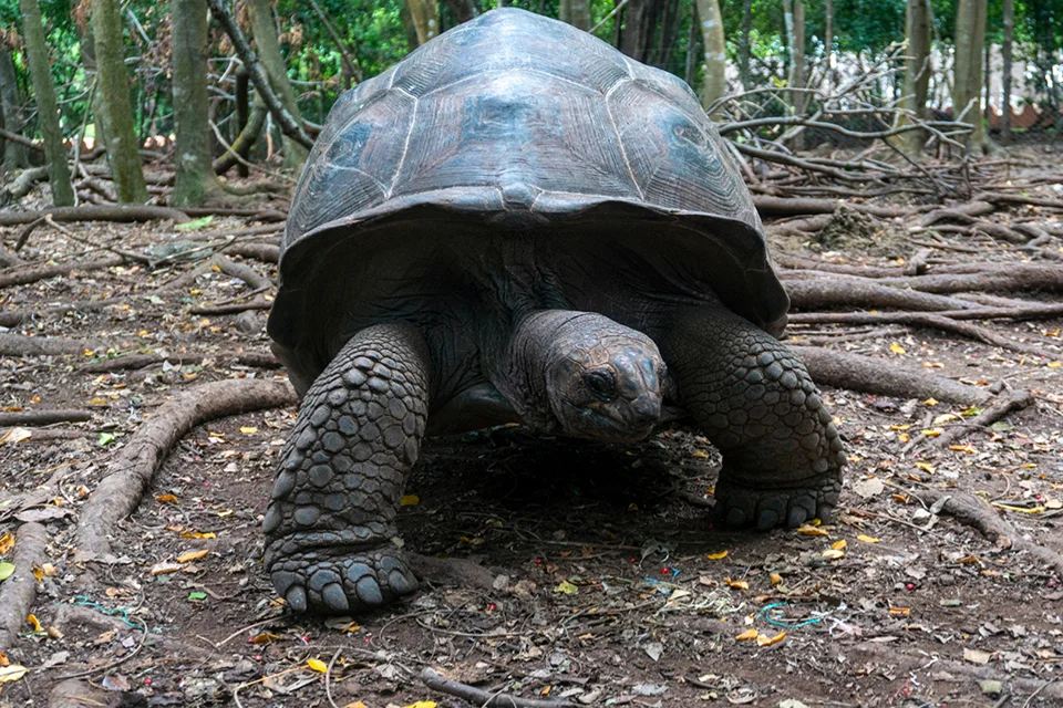 Aldabra giant tortoise on Prison Island, Zanzibar, Tanzania