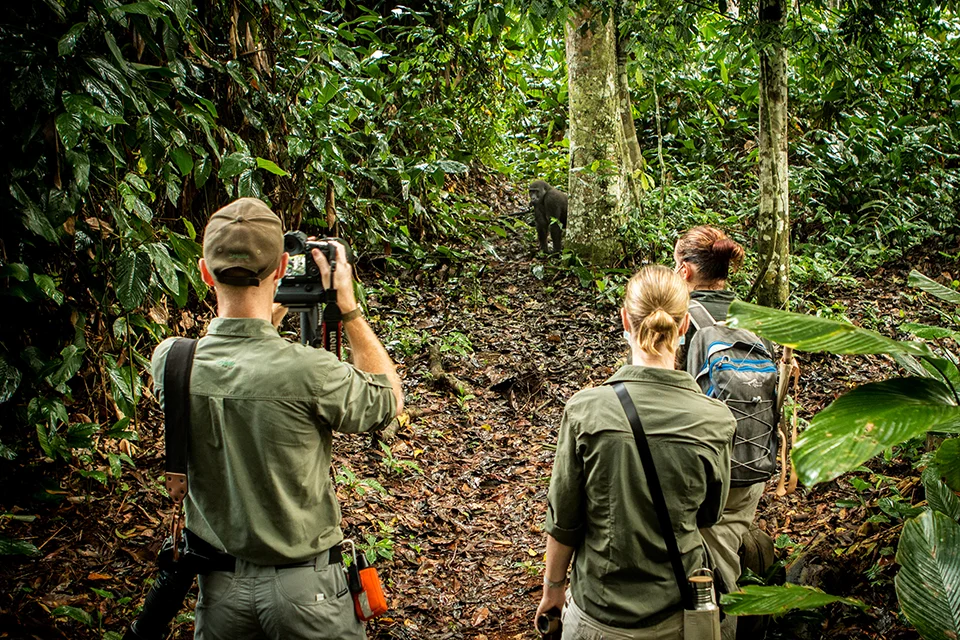 Guests tracking western lowland gorillas near Ngaga Lodge, Odzala-Kokoua National Park, Republic of the Congo