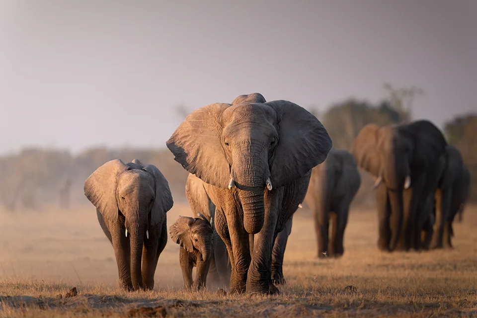 Elephant herd with adults and calves walking across the dry plains of Chobe National Park