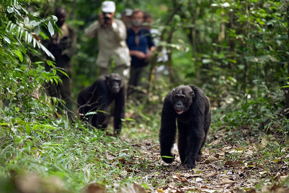 Chimpanzees walking along a forest trail during a guided chimp trek