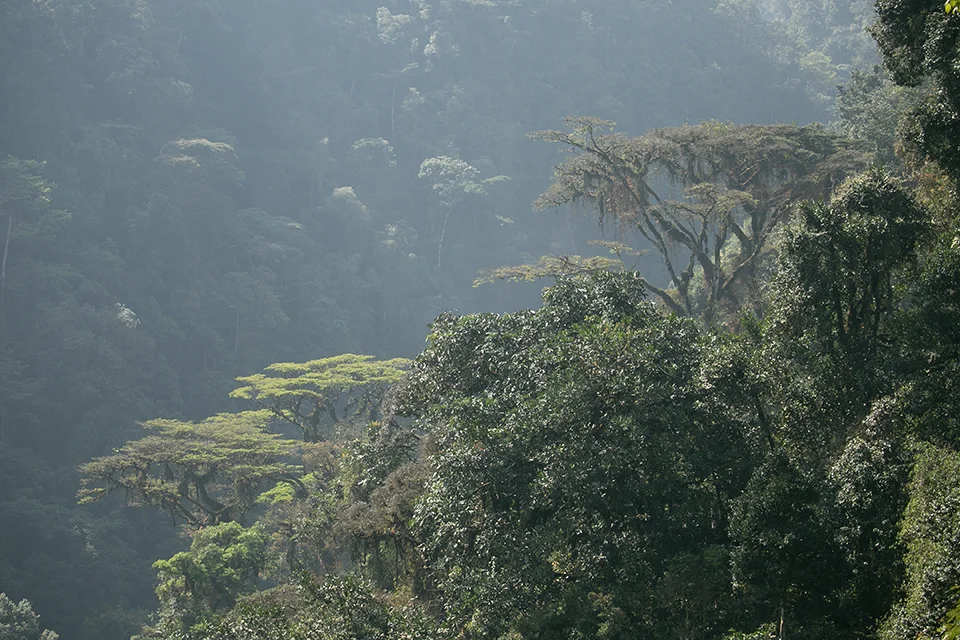 Misty afromontane rainforest canopy draped across a steep hillside, with towering trees emerging through soft morning light in Bwindi Impenetrable Forest.