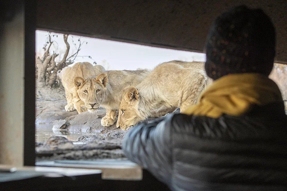 Guest watching lions drink from a waterhole at a photographic hide