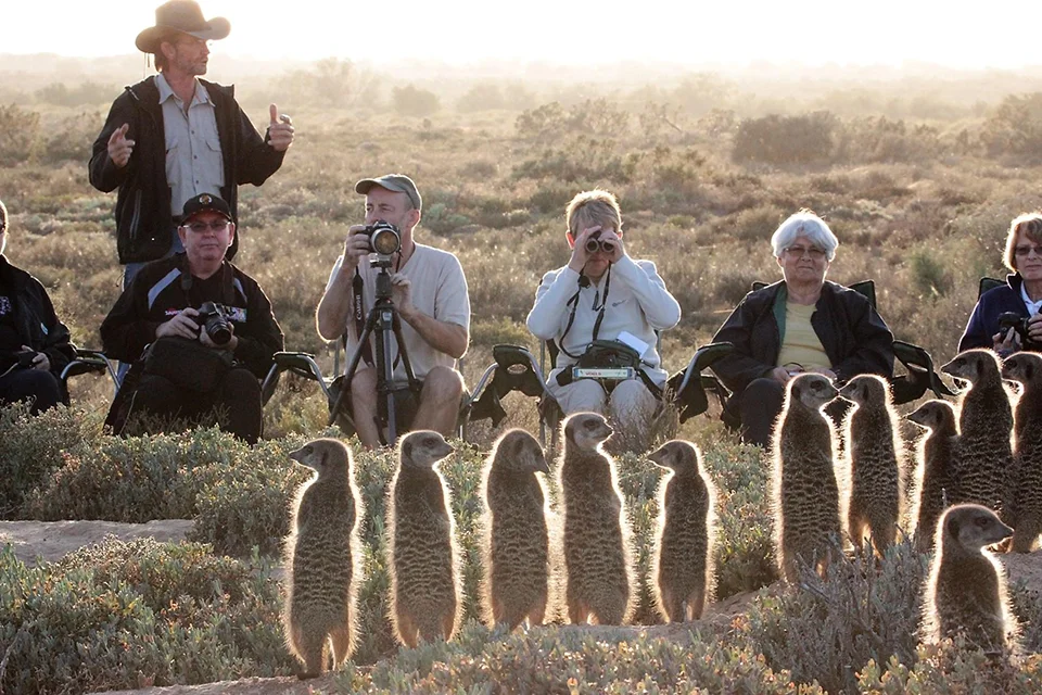 Safari guests photograph a group of meerkats standing upright in the early morning light
