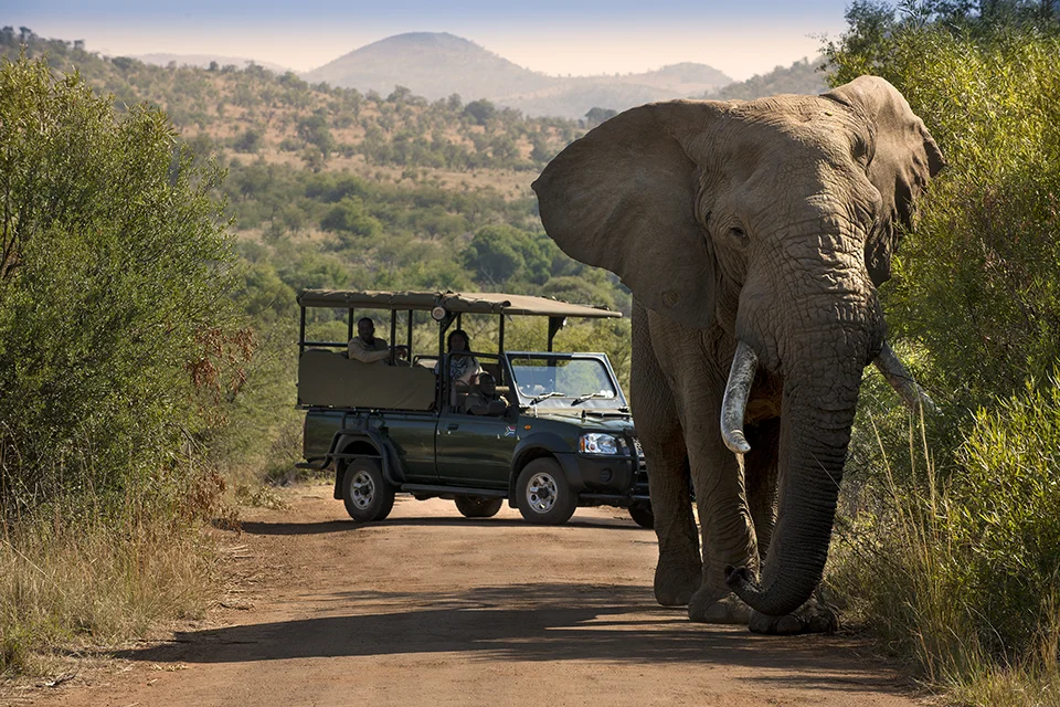 A large African elephant walks along a dirt road in front of an open safari vehicle, offering guests a close wildlife encounter in the bush