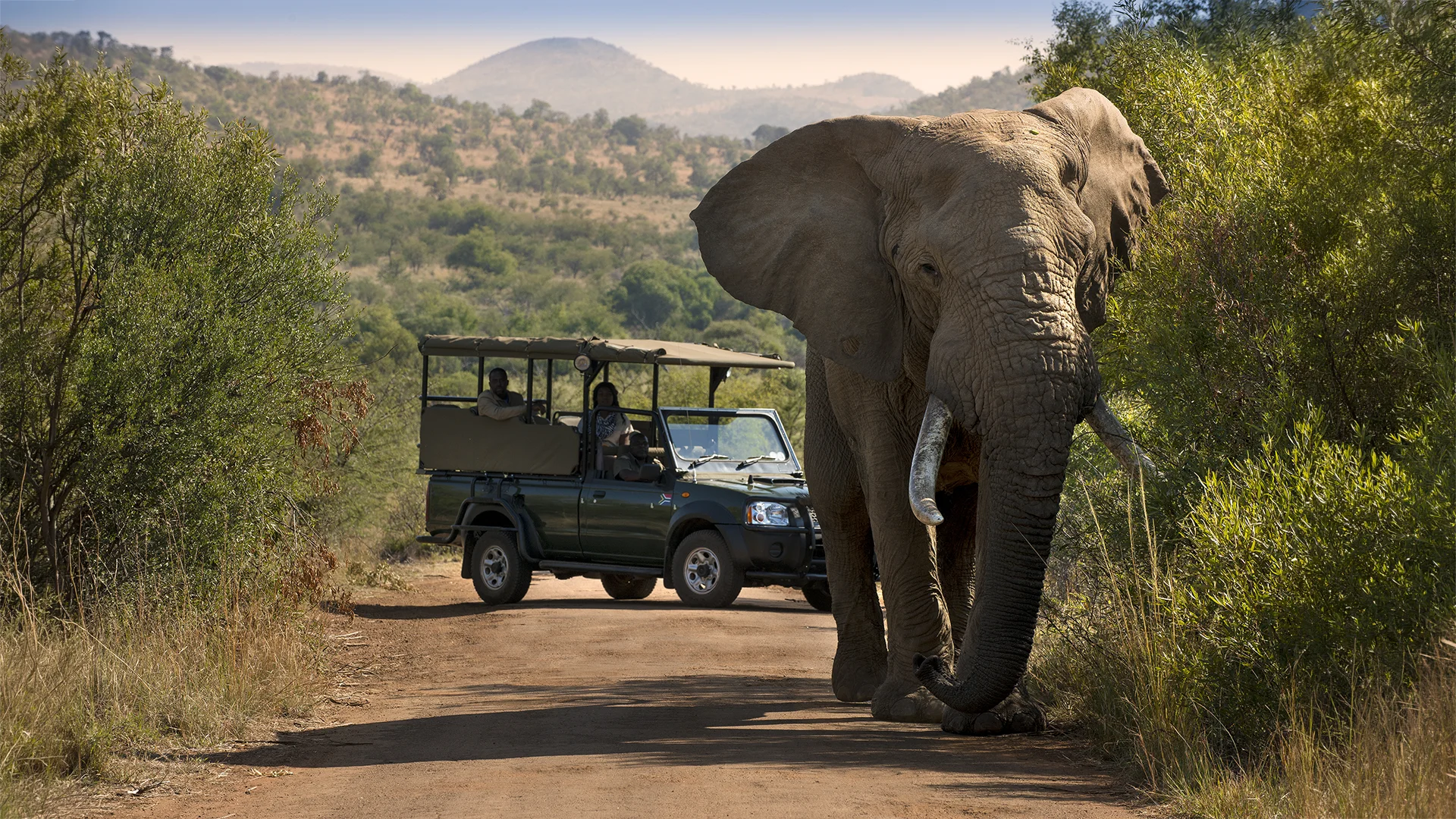 A large African elephant walks along a dirt road in front of an open safari vehicle, offering guests a close wildlife encounter in the bush