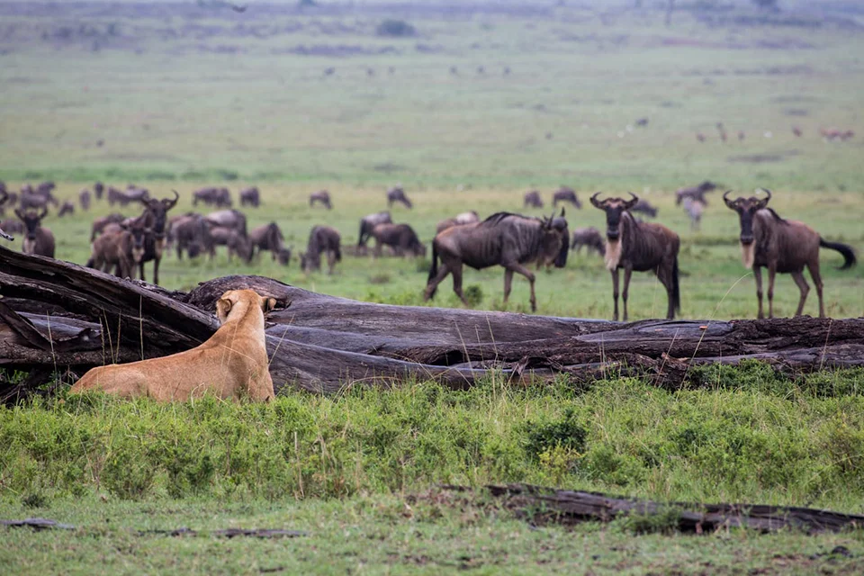 A lioness rests behind a fallen tree while a large herd of wildebeest grazes across the grassland beyond
