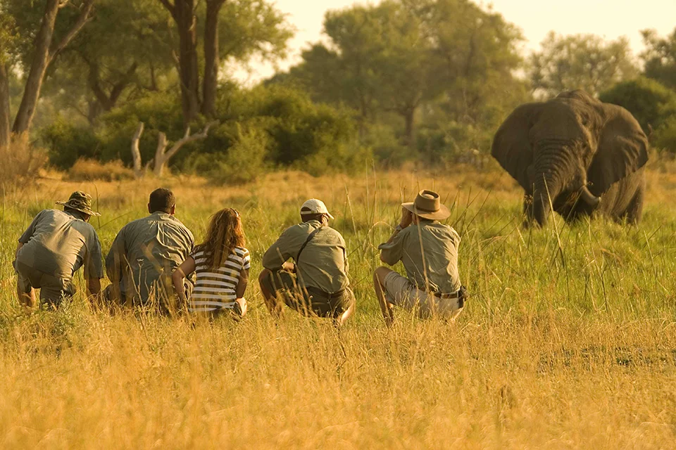 Guided walking safari approaching an elephant in Botswana's Okavango Delta