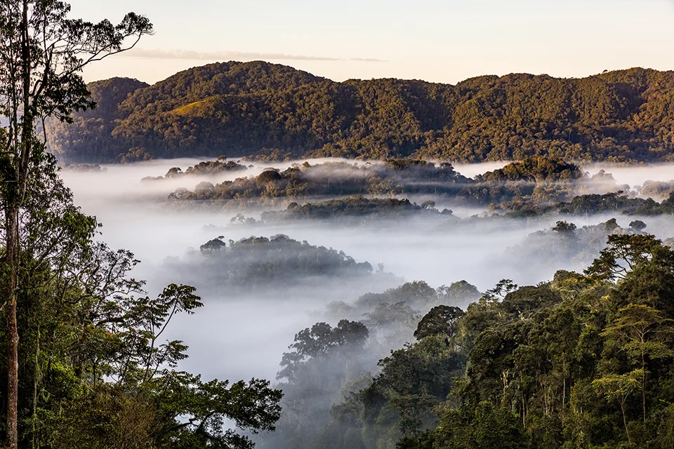 Mist rising over the rainforest canopy in Nyungwe National Park, Rwanda