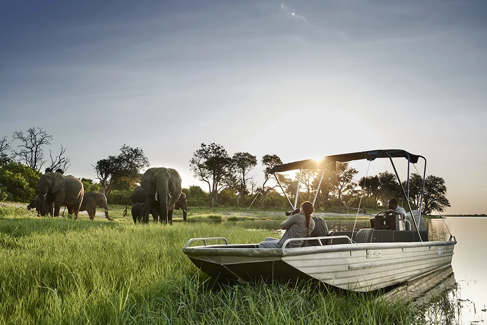 A safari boat observes a herd of elephants grazing along the Chobe River in Chobe National Park, Botswana, at sunset