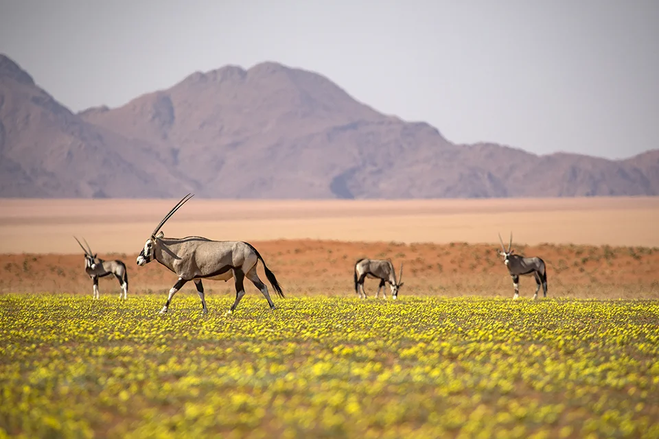 Gemsbok grazing among yellow desert flowers near Kwessi Dunes in Namibia’s NamibRand Nature Reserve