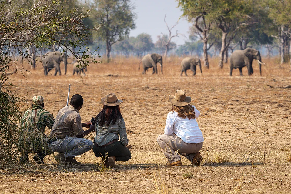 Safari guests crouch with their guides at the edge of the bush, watching a herd of elephants cross the dry landscape in the distance