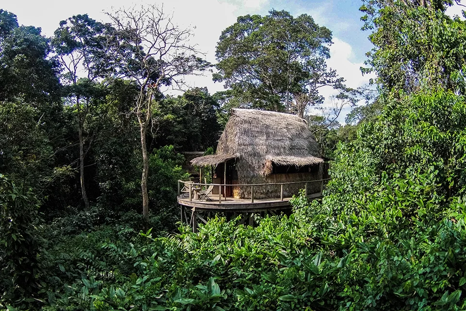 Thatched guest chalet on a raised deck surrounded by rainforest at Ngaga Camp in Odzala-Kokoua National Park, Republic of the Congo