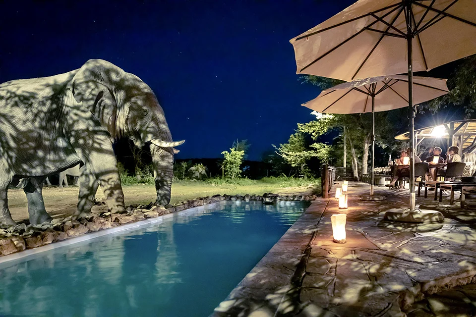 Elephant drinking from a swimming pool beside guests relaxing at Ongava Tented Camp, Ongava Private Game Reserve, Namibia