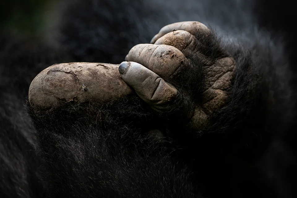 Close-up of a mountain gorilla’s hand and fingers in Rwanda