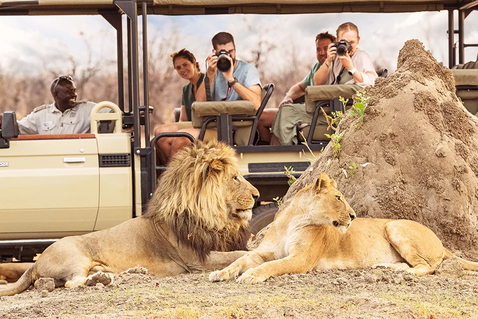 A male lion and lioness rest beside a termite mound as safari guests photograph them from a game-drive vehicle in the Savuti region of Chobe National Park, Botswana
