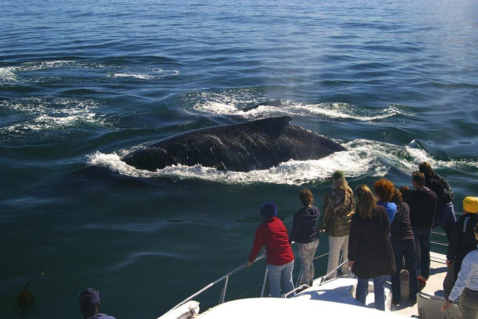 Guests watching a whale surface beside a boat near Hermanus, South Africa