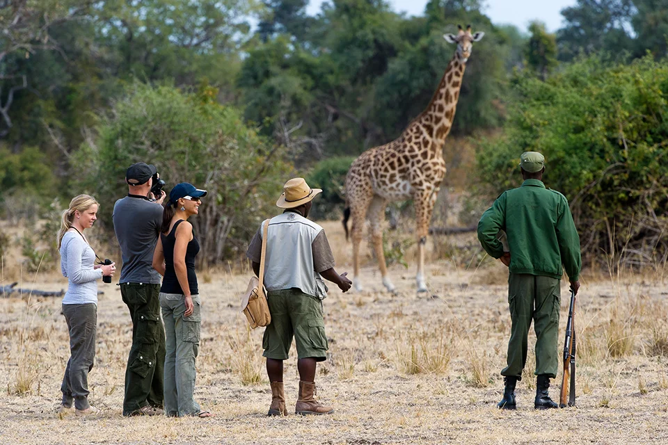Guests on a guided walking safari observing a giraffe in Zambia with an armed safari scout and guide