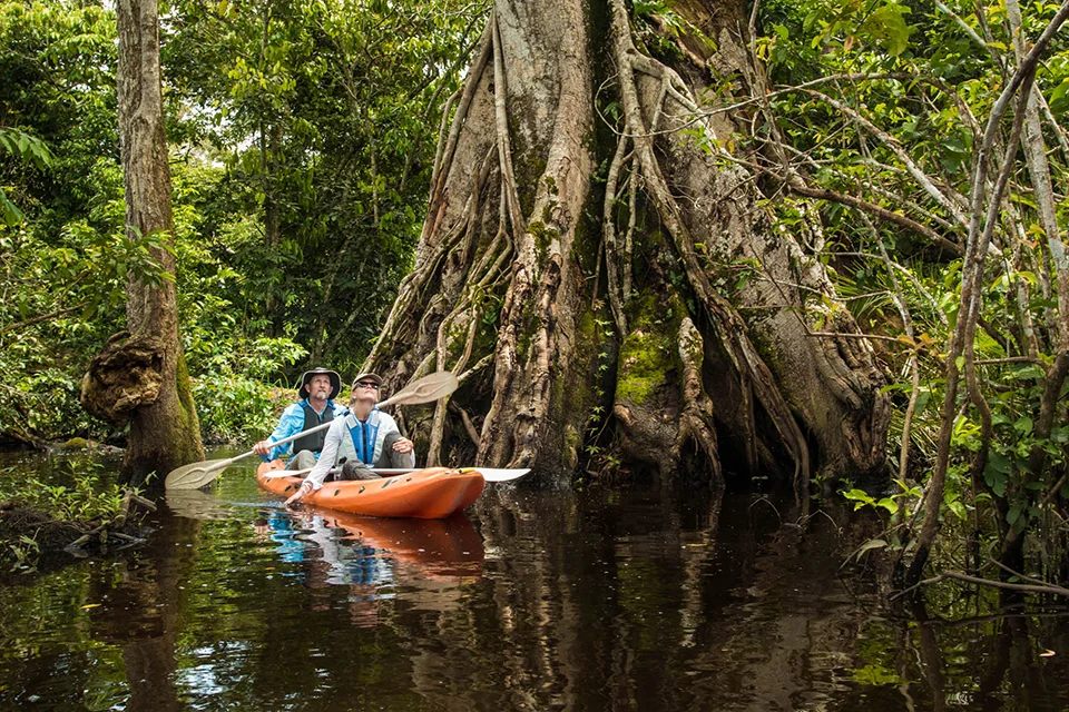Guests kayaking through flooded rainforest in Odzala-Kokoua National Park, Republic of the Congo