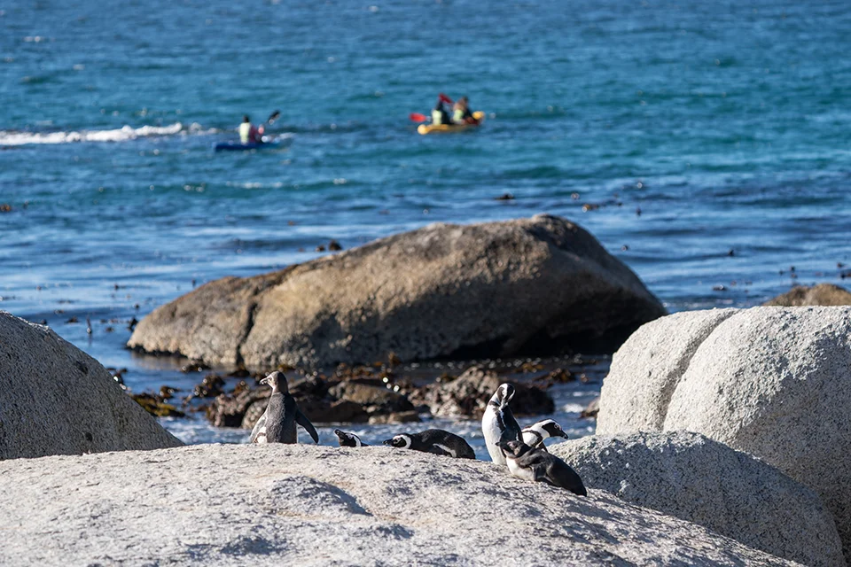 African penguins among granite boulders at Boulders Beach, Cape Town
