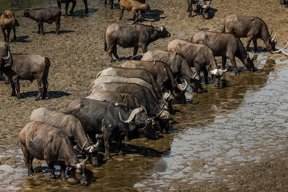 Large herd of African buffalo drinking at a muddy waterhole in Mana Pools National Park