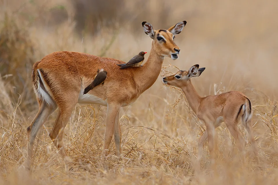 An adult impala and young calf stand together in dry grass, with two oxpecker birds perched on the adult’s back