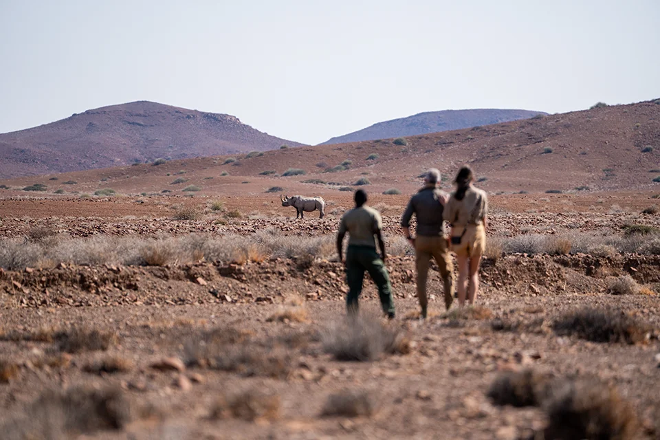 Safari guests and a guide approaching a desert-adapted black rhino on foot during a guided rhino-tracking experience at Desert Rhino Camp in Damaraland, Namibia