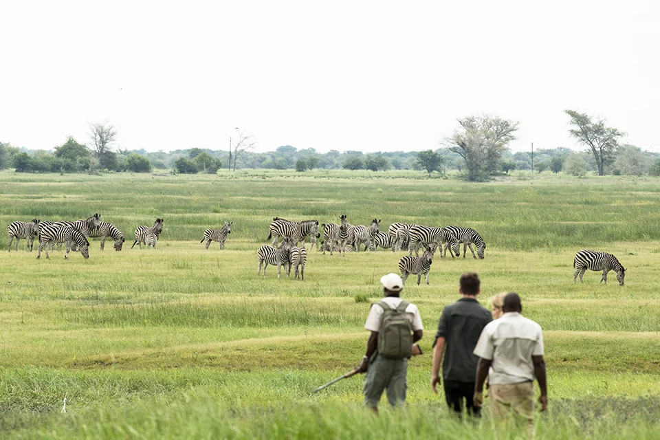 Guests on a guided walking safari approaching a herd of zebras in Botswana
