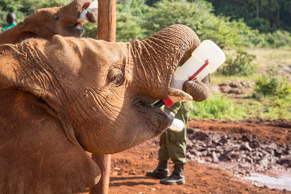Orphaned elephant calf drinking milk at the Sheldrick Wildlife Trust elephant nursery in Nairobi
