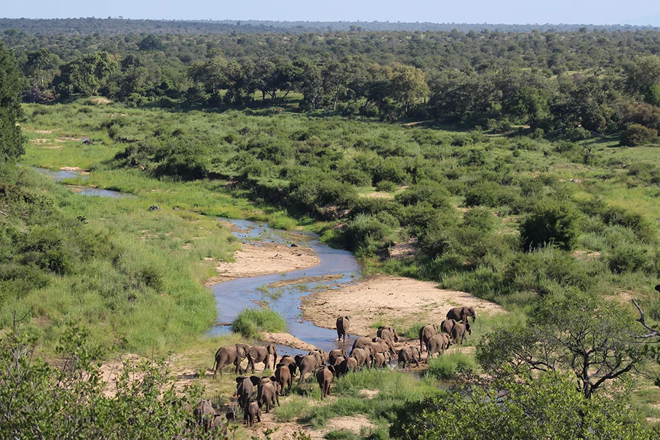 A herd of elephants gathers along a winding river in a lush African wildlife reserve